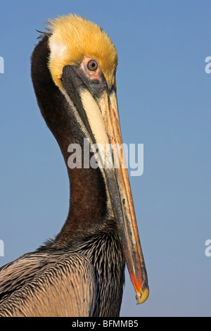 Pélican brun (Pelecanus occidentalis), portrait, USA, Floride, le Parc National des Everglades Banque D'Images