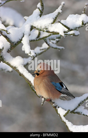 Jay (Garrulus glandarius), assis sur une branche en hiver, Allemagne Banque D'Images