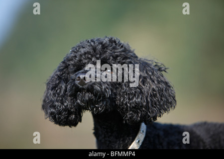 Caniche miniature (Canis lupus f. familiaris), portrait, Allemagne Banque D'Images