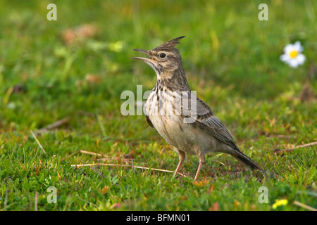 (Galerida cristata crested lark), chantant dans un pré Banque D'Images