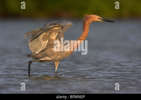 Aigrette garzette (Egretta rufescens rougeâtre), sur l'alimentation, aux États-Unis, en Floride, le Parc National des Everglades Banque D'Images