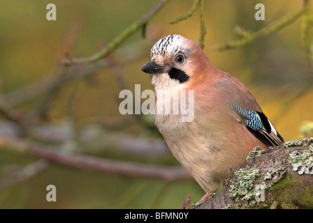 Jay (Garrulus glandarius), sur la branche, Allemagne Banque D'Images