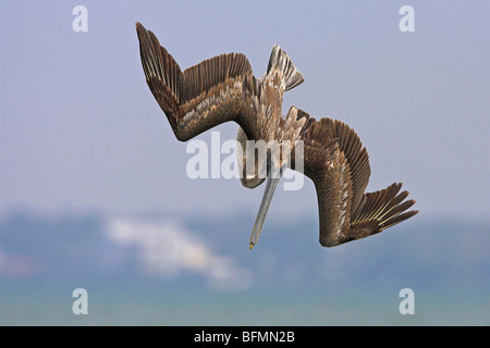 Pélican brun (Pelecanus occidentalis), piquer du nez, USA, Floride, le Parc National des Everglades Banque D'Images