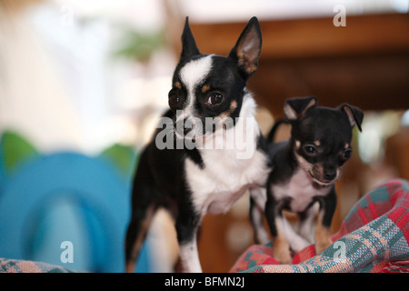 3 ans Chihuahua-Toyterrier-mix et à 10 semaines Chihuahua marionnette debout sur une couverture, Allemagne Banque D'Images