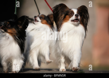 Papillon (Canis lupus f. familiaris), Lordling aller marcher avec c'est trois papillons, Allemagne Banque D'Images