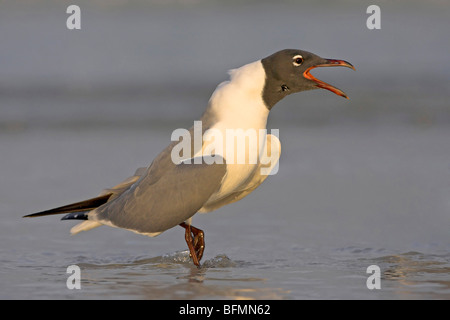 Laughing Gull (Larus atricilla), balades en boue, USA, Floride Banque D'Images