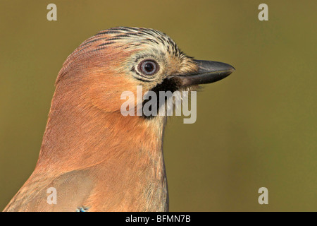 Jay (Garrulus glandarius), portrait, Allemagne Banque D'Images