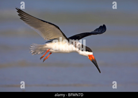 Skimmer Rynchops niger (noir), voler, USA, Floride, le Parc National des Everglades Banque D'Images