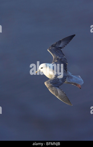 Le fulmar boréal (Fulmarus glacialis), voler, Norvège, Svalbard Banque D'Images