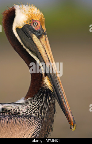 Pélican brun (Pelecanus occidentalis), portrait, USA, Floride, le Parc National des Everglades Banque D'Images