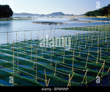 Fish Farm pour algues dans la baie d'Ago, préfecture de Mie, Japon Banque D'Images