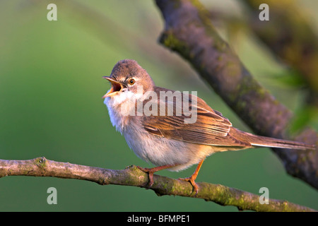 Fauvette grisette (Sylvia communis), chant, Allemagne Banque D'Images