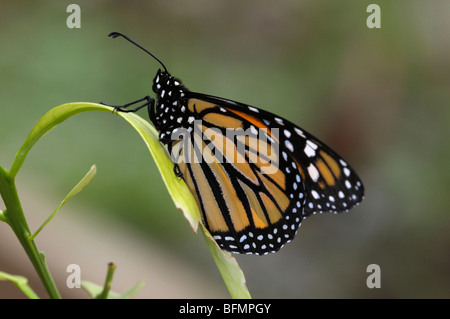 Monarque (Danaus plexippus) sur une feuille. Banque D'Images