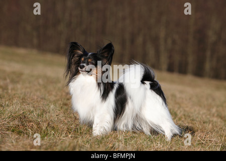 Papillon (Canis lupus f. familiaris), standig dans un pré, Allemagne Banque D'Images