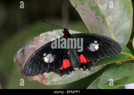 Transandean Cattleheart Parides iphidamas () sur une feuille. Banque D'Images