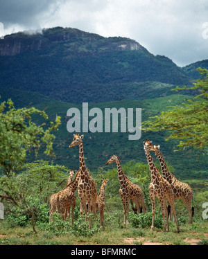 Un troupeau de girafes réticulé sous Warges montagne près de Maralal. Banque D'Images
