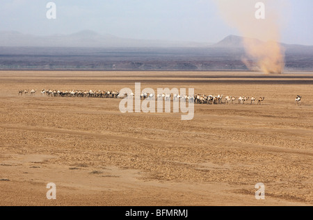 Un troupeau de chameaux Gabbra est conduit à travers le désert de Chalbi sans eau dans le nord du Kenya. Banque D'Images