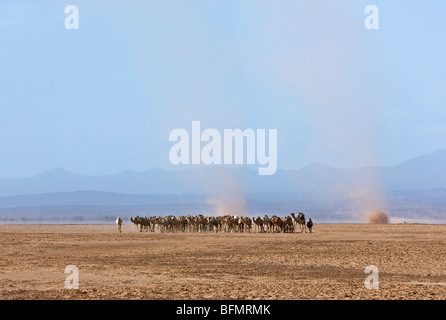 Un troupeau de chameaux Gabbra est conduit à travers le désert de Chalbi sans eau dans le nord du Kenya. Banque D'Images