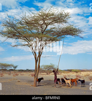 Un garçon de Turkana frappe les coupelles de semences d'un acacia pour nourrir ses chèvres en terrain semi-désertique au sud de Lodwar. Banque D'Images