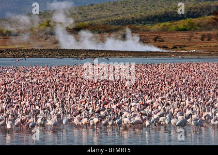 Au Kenya. Moindres flamants rose se nourrissant d'algues parmi les sources chaudes du lac Bogoria, lac alcalin dans la vallée du Grand Rift Banque D'Images