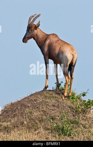 Au Kenya. Un Topi se dresse sur une termitière dans le Masai Mara National Reserve. Banque D'Images