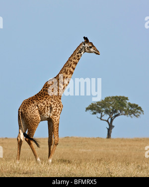 Au Kenya. Une girafe Masaï traverse la vaste plaine d'herbe dans le Masai Mara National Reserve. Banque D'Images