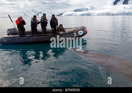 L'antarctique, Paradise Harbour, au petit rorqual curieux mène une expédition zodiac et ses navires passsengers Banque D'Images