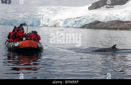 L'antarctique, Paradise Harbour, au petit rorqual curieux mène une expédition zodiac et ses navires passsengers Banque D'Images