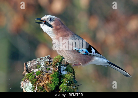 Jay (Garrulus glandarius), assis sur un tronc avec des écrous dans son projet de loi, Allemagne Banque D'Images