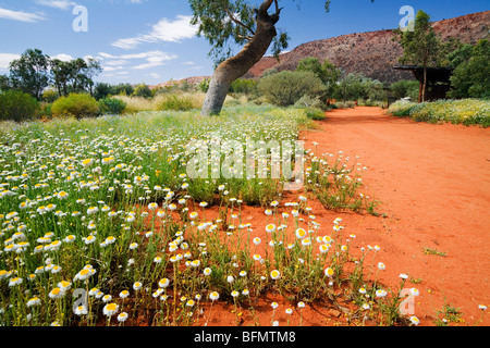 L'Australie, Territoire du Nord, Alice Springs. Fleurs sauvages dans l'Alice Springs Desert Park. Banque D'Images