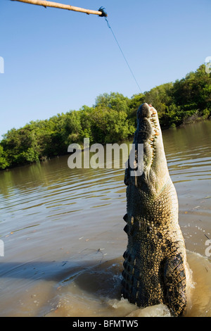 L'Australie, Territoire du Nord, Darwin.L'eau salée crocodile (Crocodylus porosus) sur un crocodile croisière sur l'Adelaide River. Banque D'Images