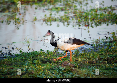 L'Australie, Territoire du Nord, le Parc National de Kakadu, Cooinda. (Anseranas semipalmata Magpie goose)Eau jaune Zones Humides.(PR) Banque D'Images