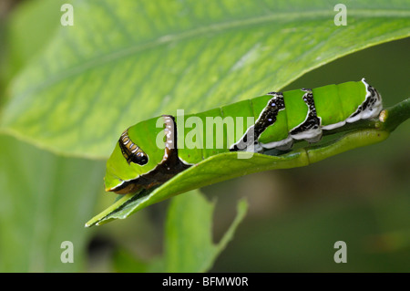 Mormon Papilio polytes (commune). Caterpillar sur une feuille d'agrumes. Banque D'Images