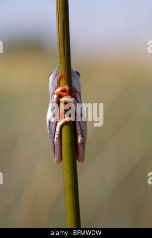 Le Botswana, le delta de l'Okavango. Une grenouille s'accroche à un roseau roseau. Banque D'Images