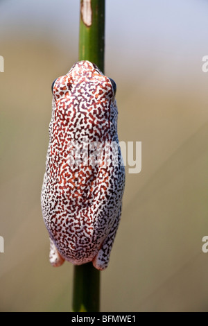 Le Botswana, le delta de l'Okavango. Une grenouille s'accroche à un roseau roseau. Banque D'Images