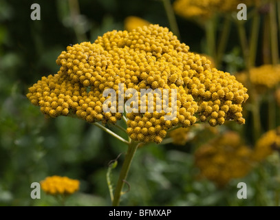 Achillea Filipendulina Variété de Parker Banque D'Images