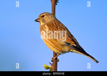 (Carduelis cannabina linnet, Acanthis cannabina), assis sur une branche, Allemagne Banque D'Images