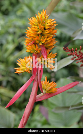 L'Aechmea aquilega, Bromeliaceae, Amérique du Sud Banque D'Images