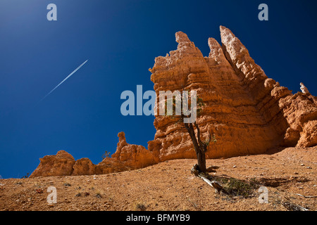 États-unis d'Amérique, de l'Utah, Ruby's Inn, Bryce Canyon, une couleur vive solitaire sur le Hoodoo Trail Boucle Navajo à pied. Banque D'Images