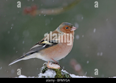 Chaffinch (Fringilla coelebs), homme assis sur une branche, Allemagne Banque D'Images