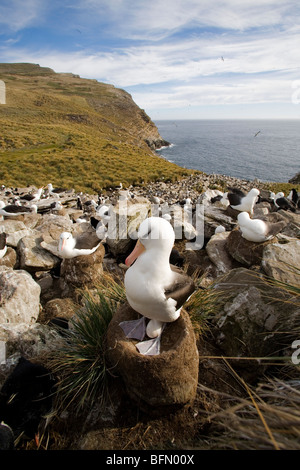 Îles Malouines, l'île de West Point. Albatros à sourcils noirs d'oeufs en incubation dans une falaise colonie partagée avec gorfous sauteurs. Banque D'Images