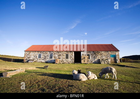 Îles Falkland, Darwin. Moutons et bâtiment de ferme. Banque D'Images