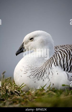 Îles Falkland, Stanley. Les mâles goose (Chloephaga picta leucoptera). Banque D'Images