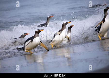 Îles Malouines, l'île de Sea Lion. Manchots papous (Pygoscelis papua) émergeant de la mer. Banque D'Images