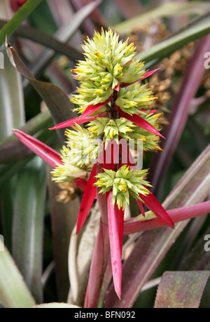 L'Aechmea aquilega, Bromeliaceae, Amérique du Sud Banque D'Images