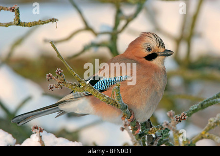 Jay (Garrulus glandarius), assis sur une branche en hiver, Allemagne Banque D'Images