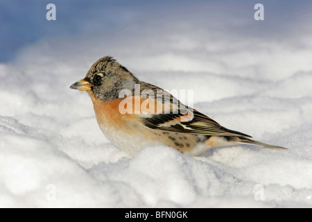 Pinson du nord (Fringilla montifringilla), sitting in snow, Allemagne Banque D'Images
