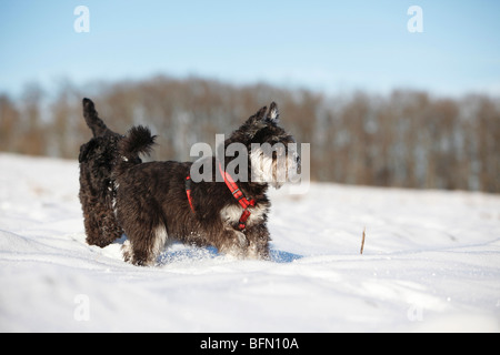 Schnauzer nain (Canis lupus f. familiaris), deux individus dans la neige Banque D'Images