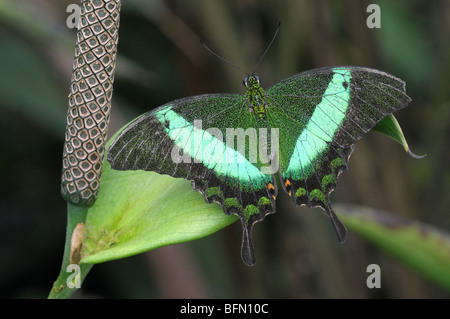 Emerald Papilio palinurus) sur une feuille. Banque D'Images