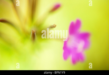 Bref close up of pink flowerhead avec de longues gousses de grande willowherb rétroéclairé avec herbes sèches d'or derrière Banque D'Images